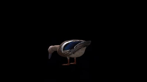 Canard Femelle Manger Face arrière