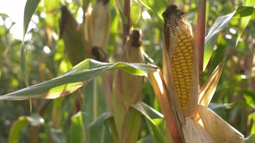 Closeup view on ready yellow corn on a field.