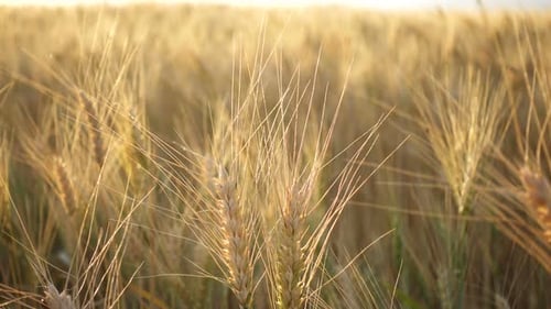 Evening Wheat Field