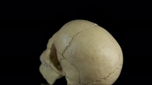 Bones of the Cranium