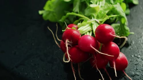 Fresh Bunch of Radishes on Black Background
