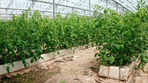 Lush Green Tomato Plants Growing in a Greenhouse
