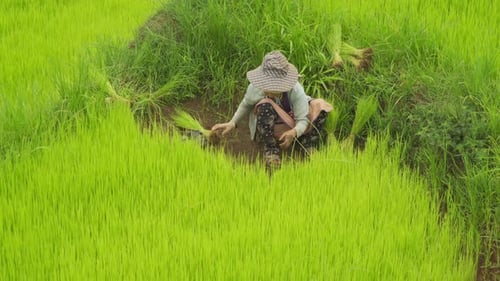 Aerial view of a farmer collecting rice plants in green paddy field, rice bale cultivation harvest