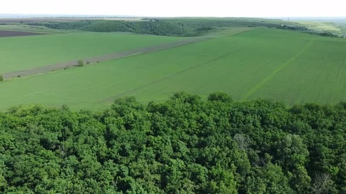 aerial view over a green farm field and trees
