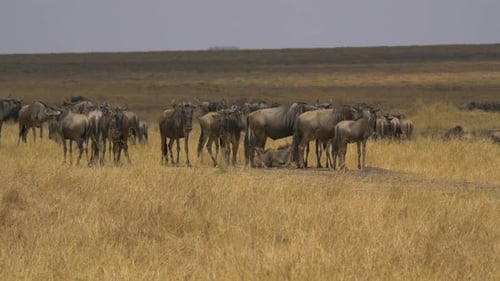 Gnus standing on dry plains
