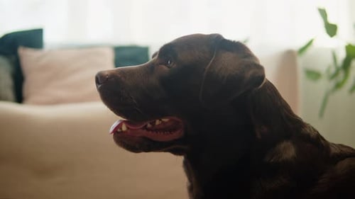 Close Up of Contented Chocolate Labrador Retriever