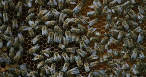 Bees Covering Honeycomb in a Hive