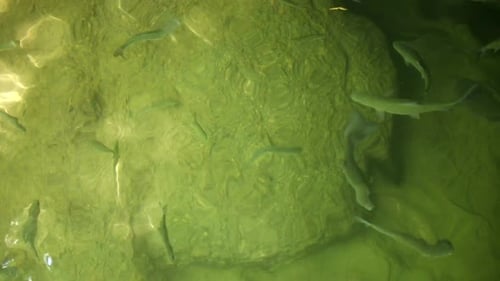 Blick von oben auf Fische, die im flachen Fluss mit Kieselboden schwimmen