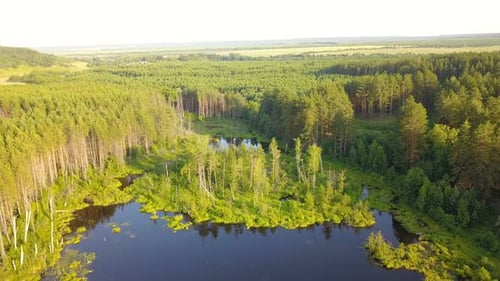 Lush Forest and Serene Lake Aerial View