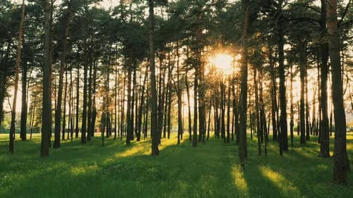 Spring Sunset in a Pine Forest