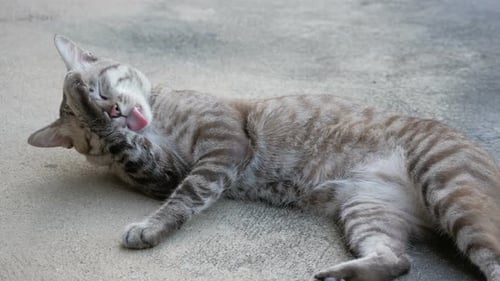 Striped Tabby Cat Grooming Itself Outdoors