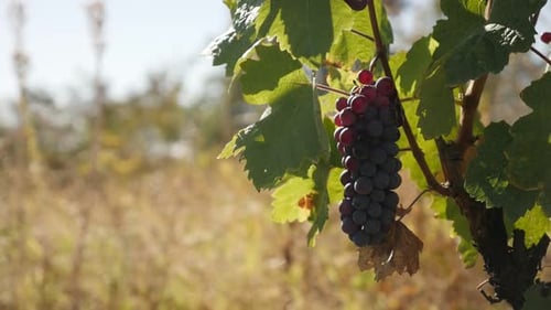 Gros plan de raisin commun sur des vignes au ralenti 1920X1080 vidéo HD - Fruit DOF Vitis vinifera peu profond en v
