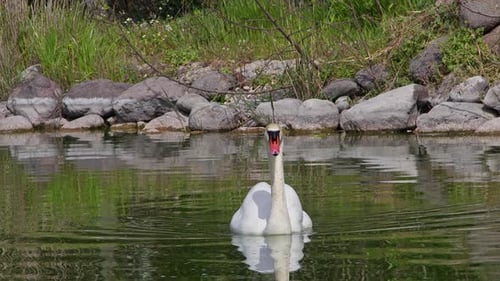 White Lonely Swan Swimming In Green Lake Water 2