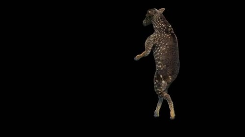 Animated Spotted Deer Dancing on Hind Legs