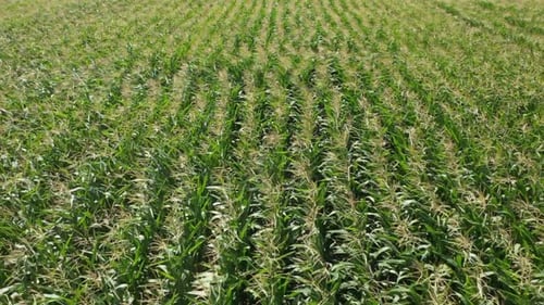 Aerial View Corn Field Background