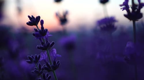 Blooming Lavender in a Field at Sunset