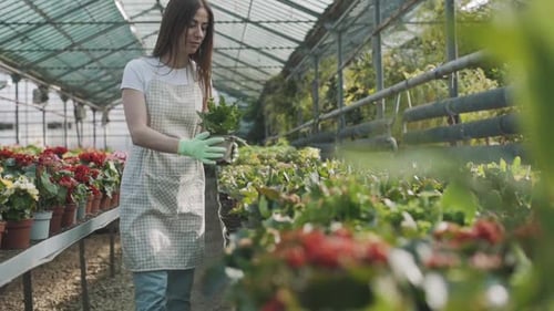 Young Woman Tending to Potted Plants in Greenhouse