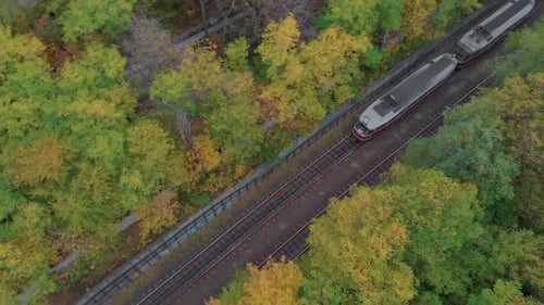 Tram Rides In The Forest