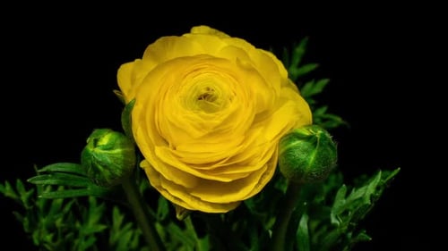 Yellow Flower Blooming Time Lapse