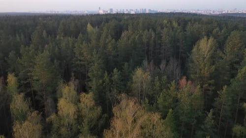 Flying Over the Forest