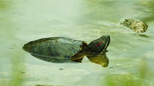 Animal tortuga en un lago agua 2