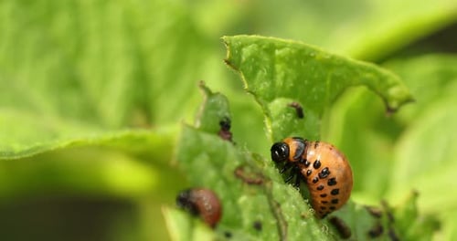 Larven von Leptinotarsa Decemlineata fressen Kartoffelblätter. Ernster Kartoffelschädling. Larve von Colorado