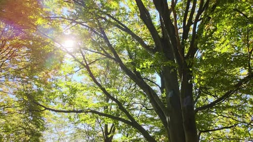 Brightly Illuminated with Sunlight Beams Green Forest with Lush Trees at Autumn Sunrise