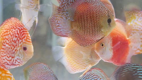 Diversity of Tropical Fishes in Exotic Decorative Aquarium. Assortment in Chatuchak Fish Market Pet