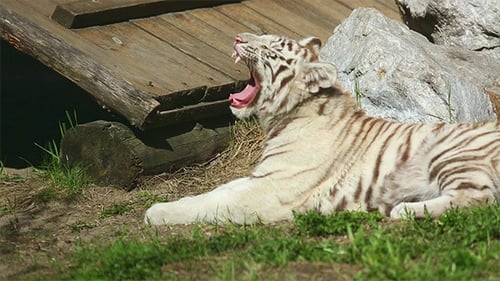 White Tiger