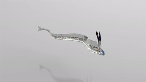 Diamond Hairtail Fish Swims