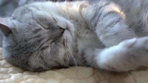 Close Up of Adorable Cat Sleeping on Blanket