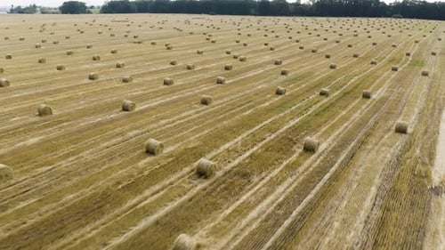 Gelbes Feld mit runden Heugarben. Ernte.