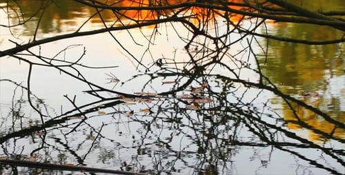 Lago 1