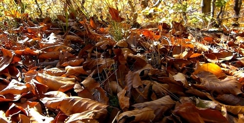 Autumn Leaves 1