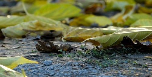 Herbstblätter 2