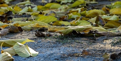 Herbstblätter 3