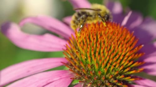 Bourdon sur une fleur d'échinacée