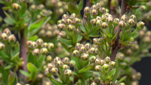Time Lapse of Buds Blooming Into White Flowers