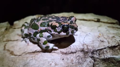 European green toad winks with his eye