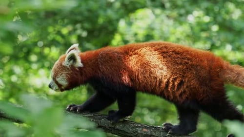 Red panda Ailurus fulgens on the tree. Cute panda bear in forest habitat.