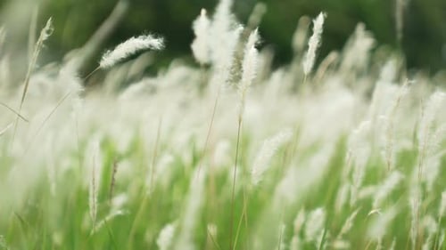 Grass in Field