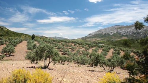 Olive Trees