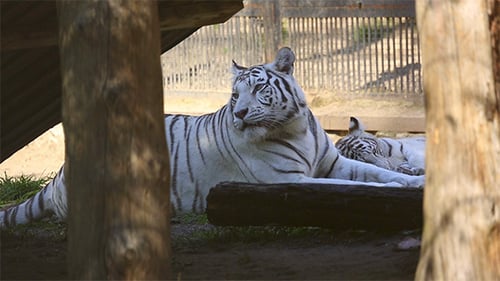 White Tiger with Cub Resting in Shade