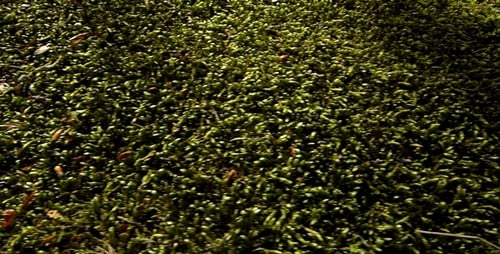 Forest Moss 1