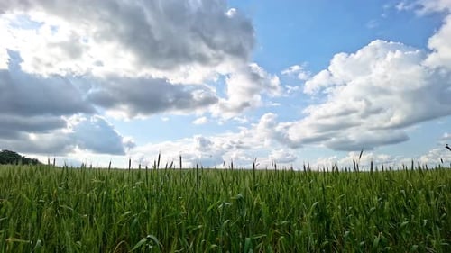 Time-Lapse of Crops with Clouds in Rural Field