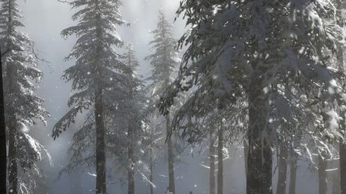 Misty Fog in Pine Forest on Mountain Slopes