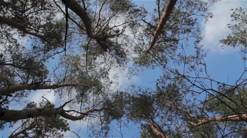 Sky and Trees Slow Rotation