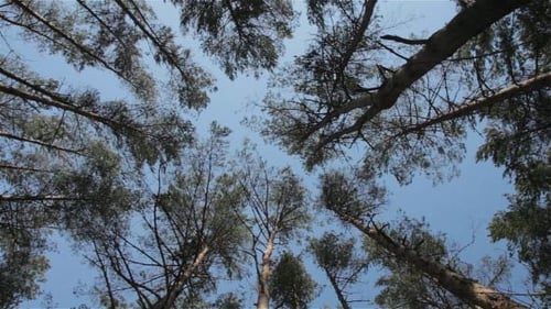 Majestic Treetops Reaching Towards Blue Sky