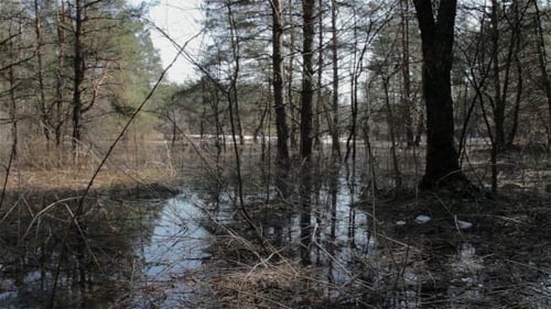 Spring Forest Under Water