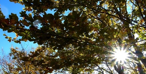 Sonnenstrahlen im Wald 2